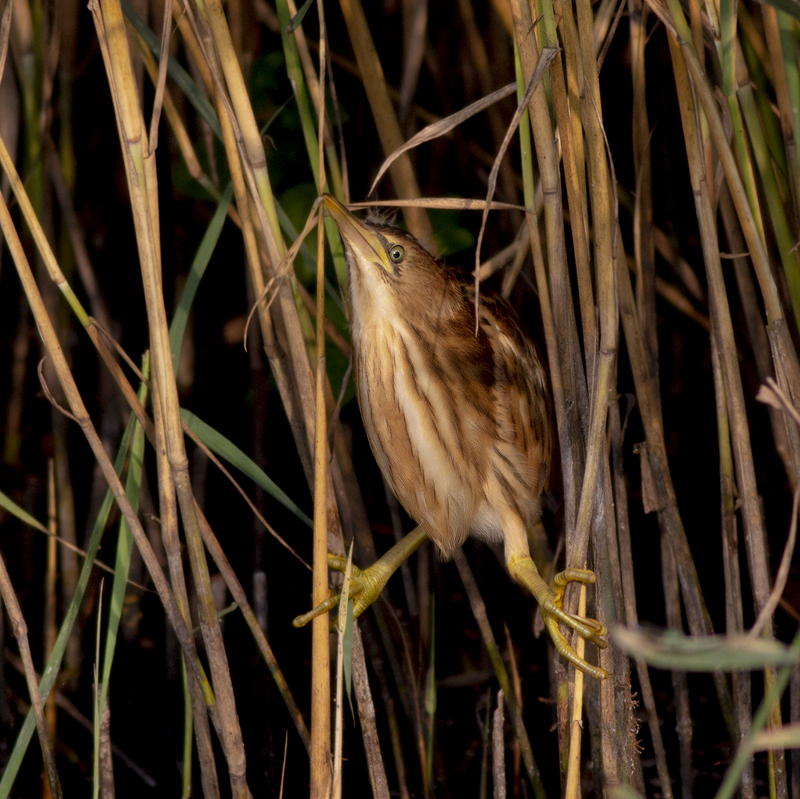 Little Bittern / Woudaapje