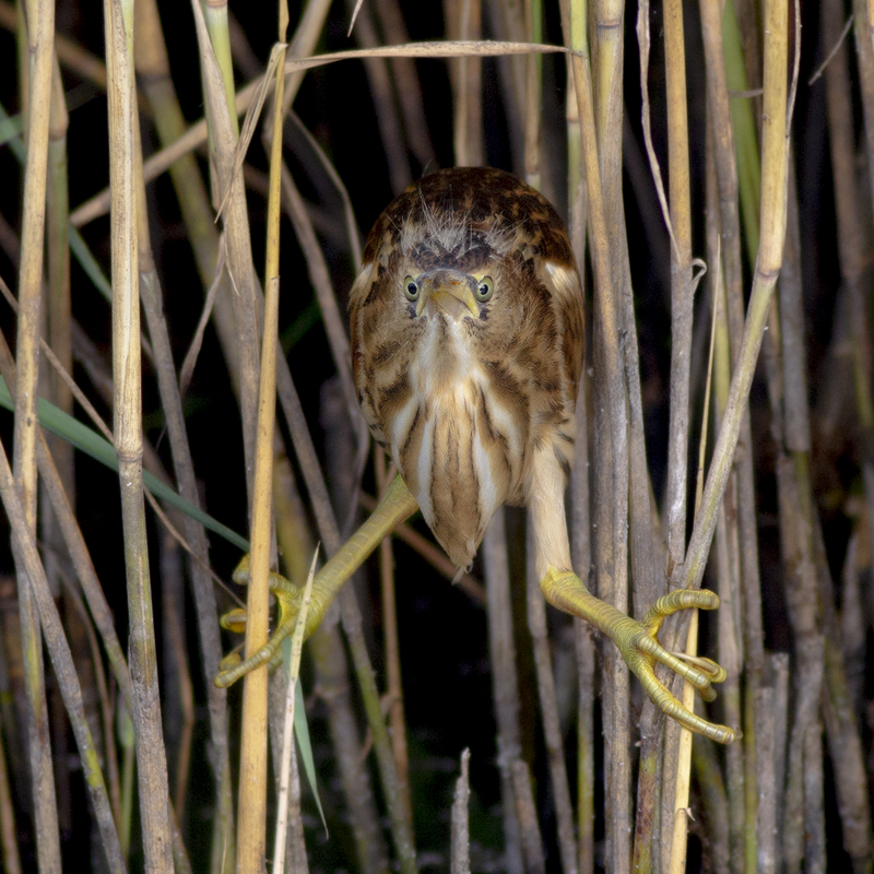 Little Bittern / Woudaapje