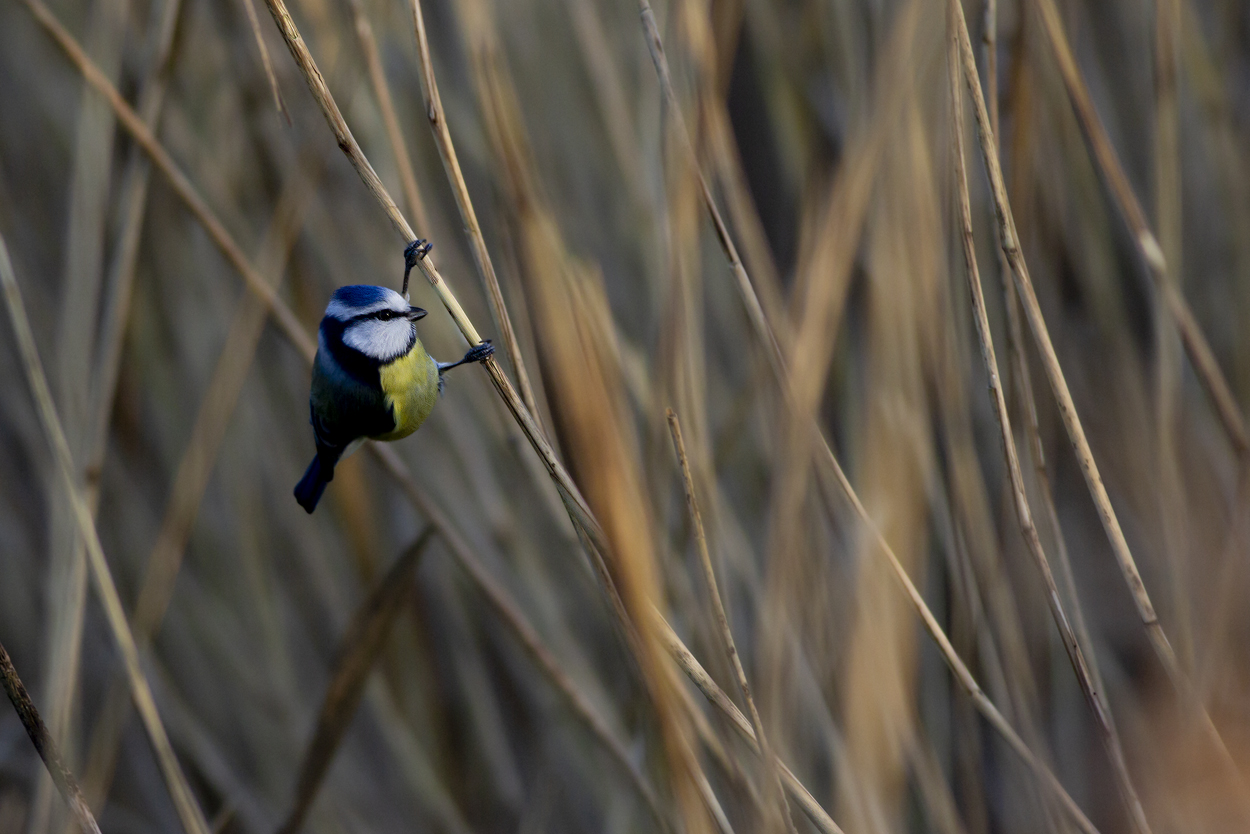 Blue Tit / Pimpelmees