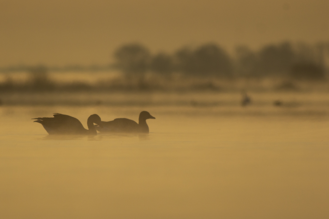 Greylag Geese in early light / Grauwe Ganzen in vroeg ochtendlicht