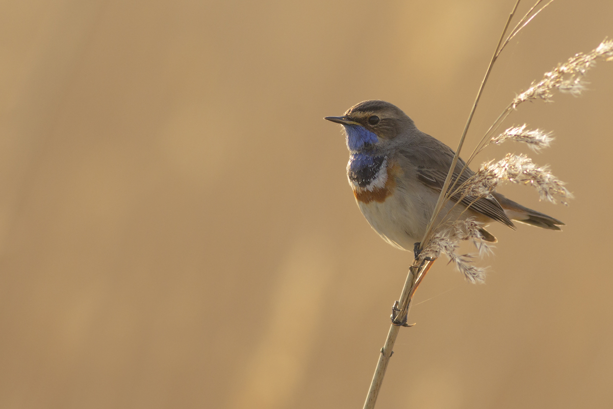 Bluethroat / Blauwborst