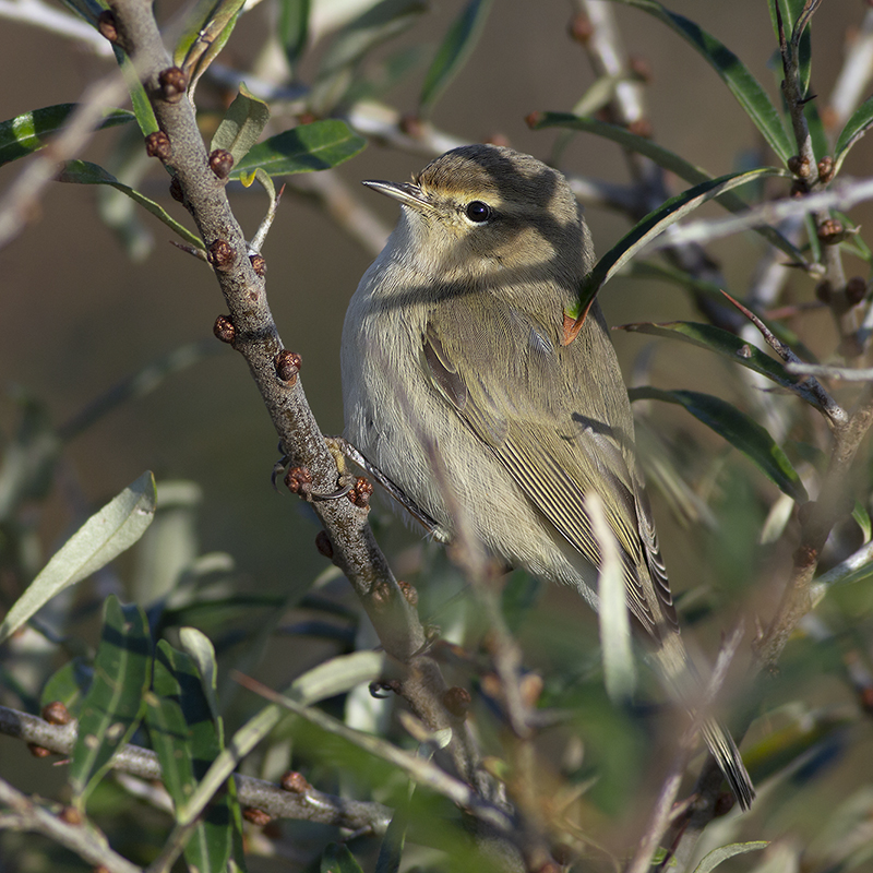 Siberische Tjiftjaf - Phylloscopus tristis