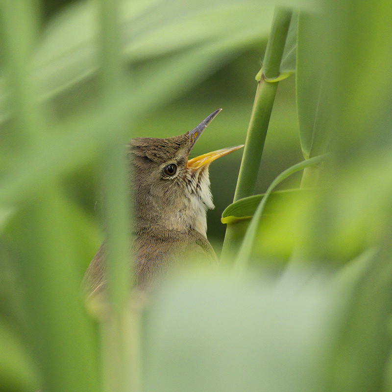 Blyths Reed Warbler / Struikrietzanger