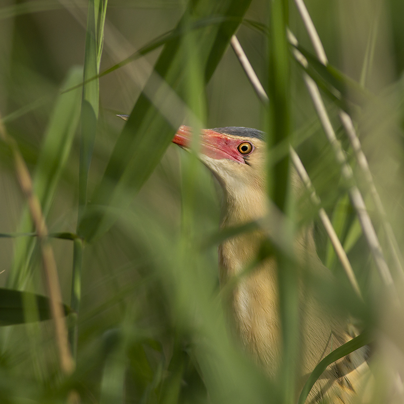 Little Bittern / Woudaapje