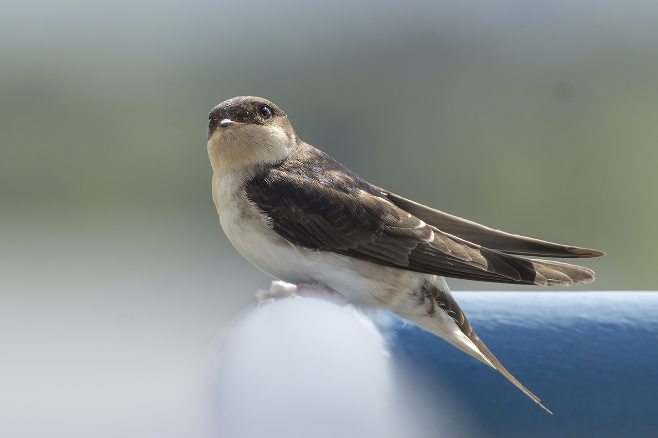 House Martin / Huiszwaluw