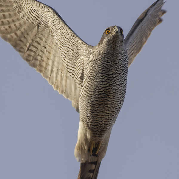Havik / Northern Goshawk