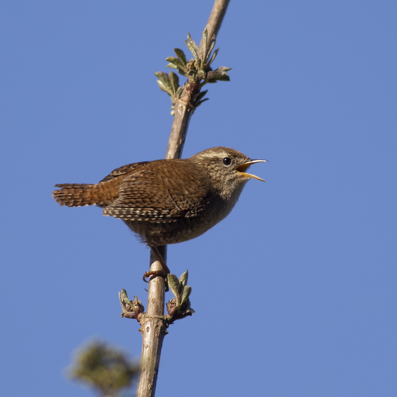 Winterkoning / Eurasian Wren