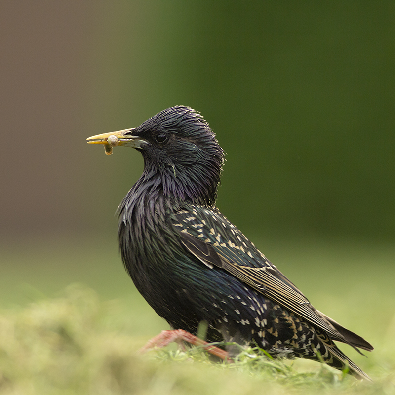 Spreeuw / Common Starling