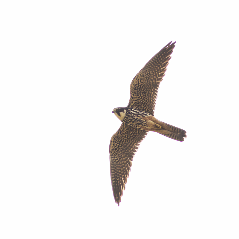 Boomvalk / Eurasian Hobby