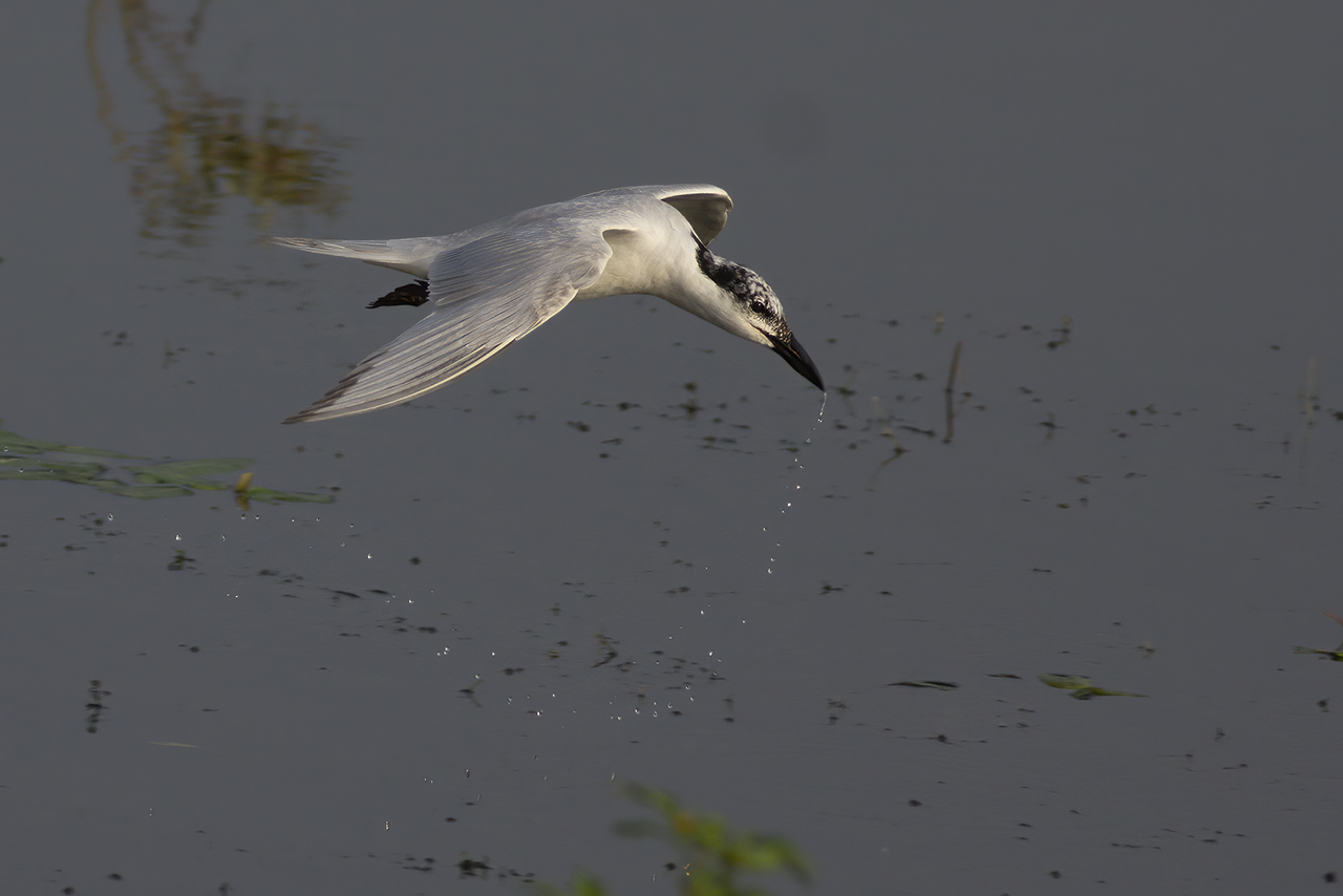 Gull-billed Tern / Lachstern