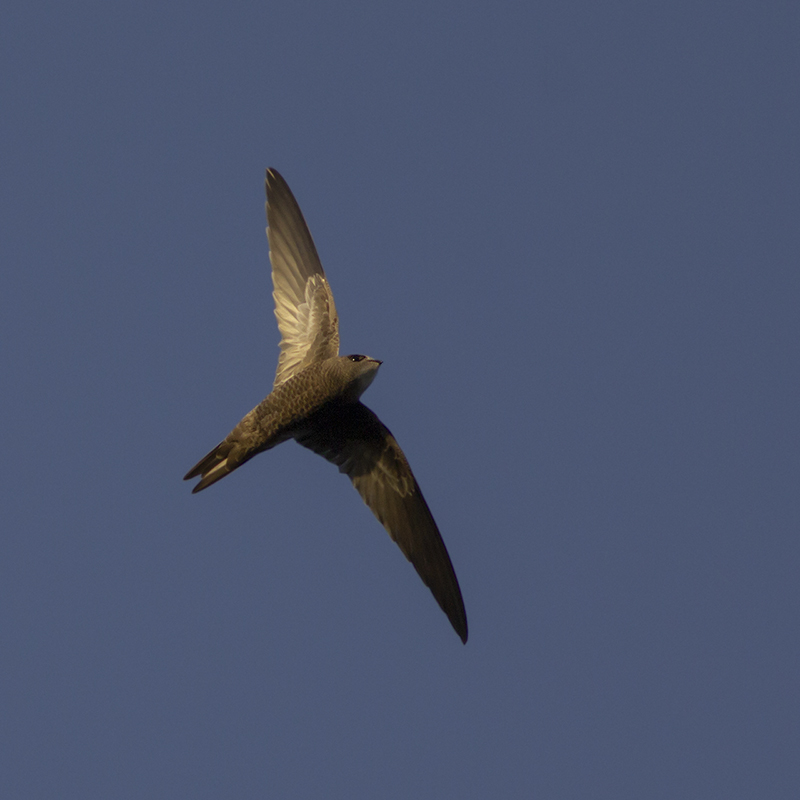 Vale Gierzwaluw / Pallid Swift