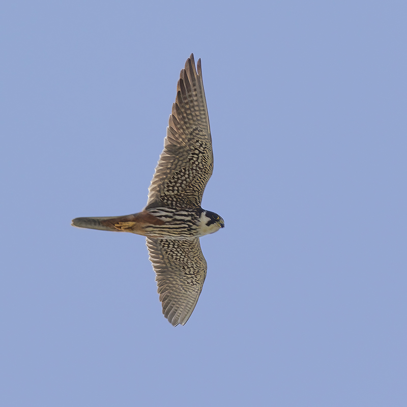 Boomvalk / Eurasian Hobby