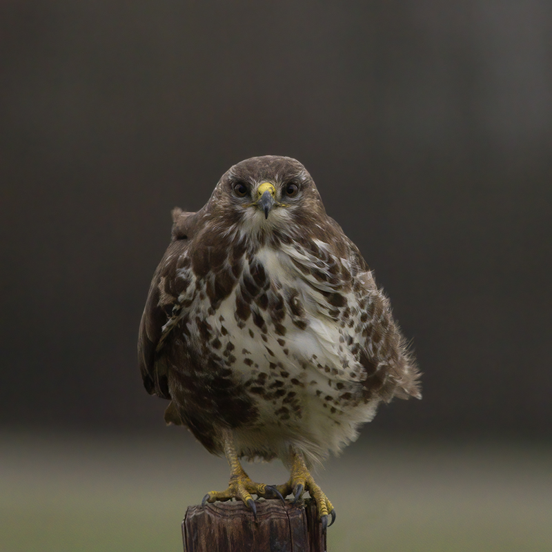 Buizerd / Common Buzzard