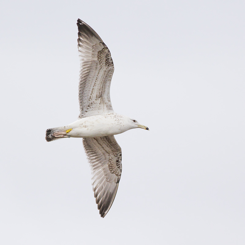 Pontische Meeuw / Caspian Gull