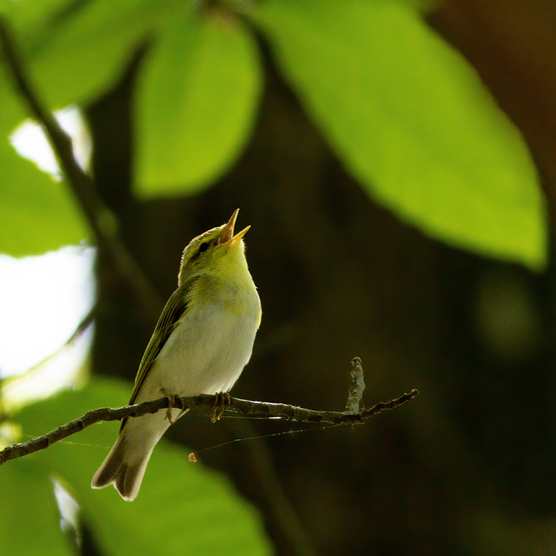 Fluiter / Wood Warbler