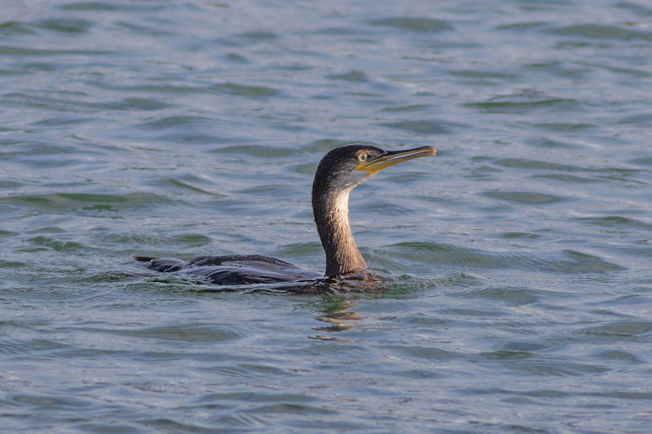 Kuifaalscholver / European Shag