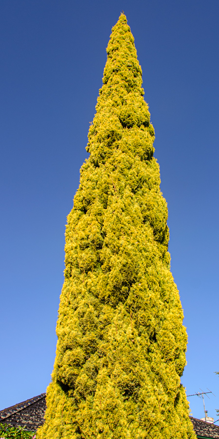 _DSC7352.jpg