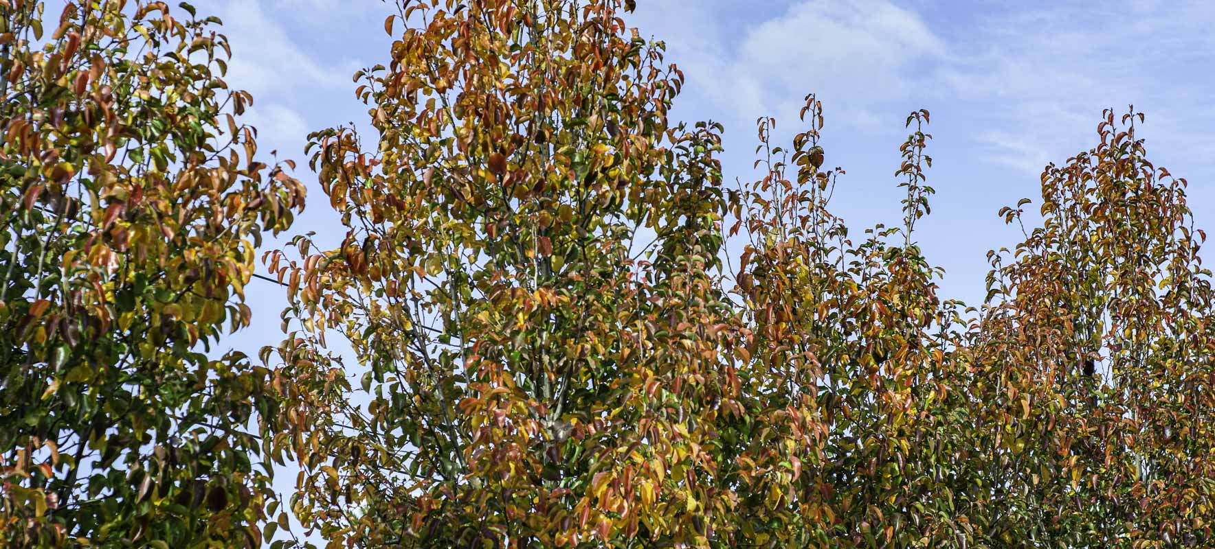 _DSC8067.jpg