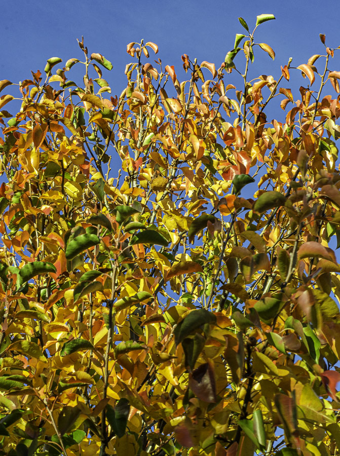 _DSC8083.jpg