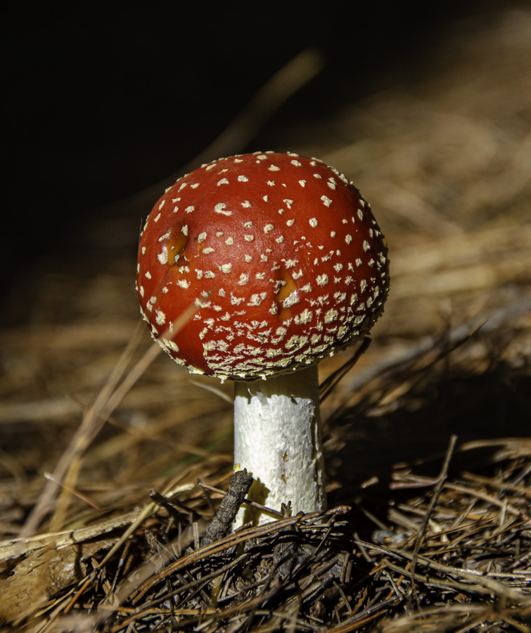 _DSC9172.JPG