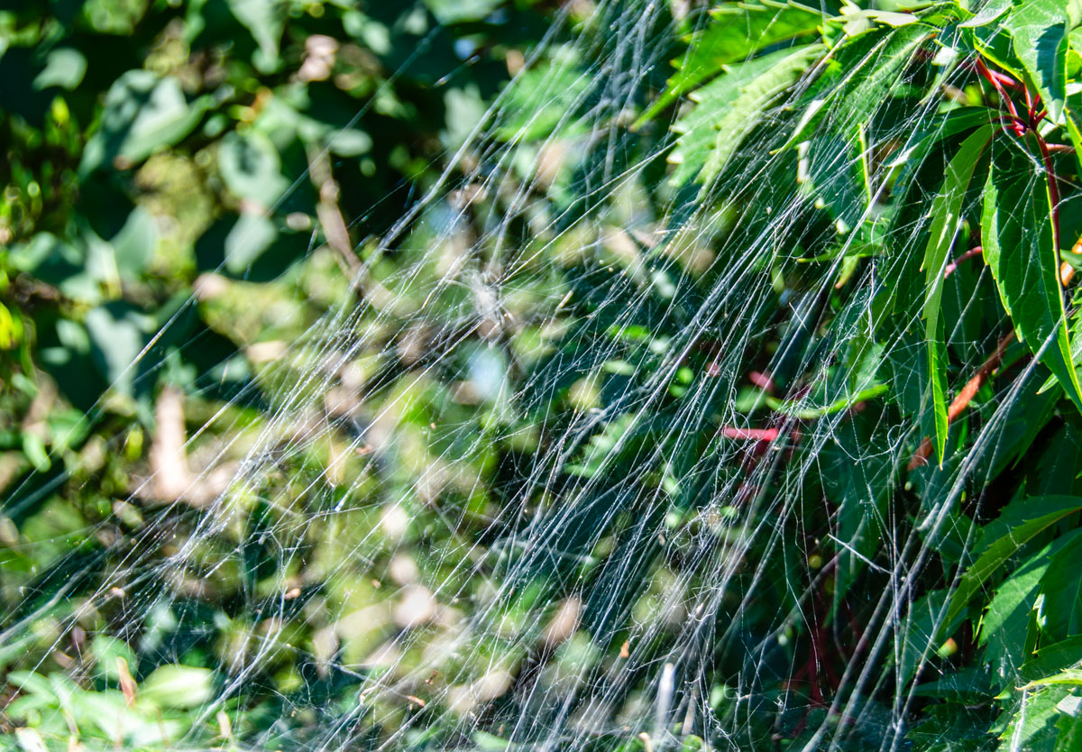 _DSC5292.jpg