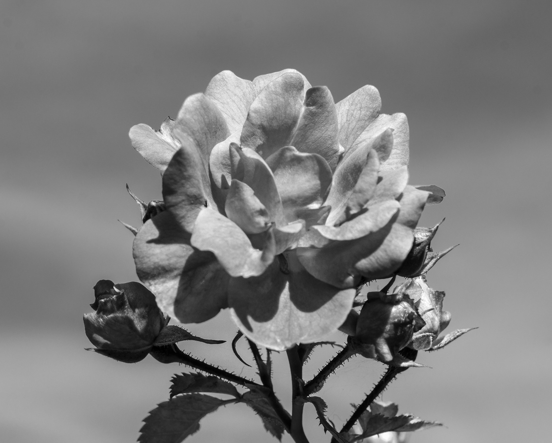 DSC_6209.JPG