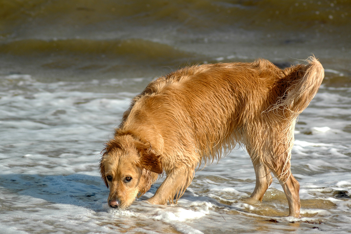 DSC_0998.JPG