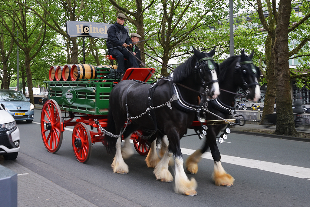 Horse-drawn Carriage