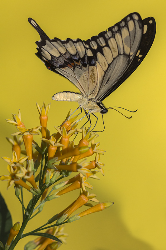 Porte-queue Thomas / Thoas Swallowtail (Papilio thoas)