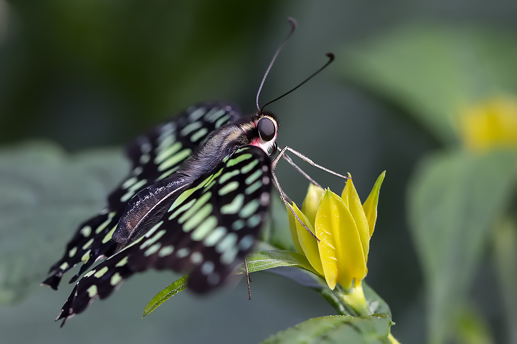 Porte-queue geai / Tailed Jay (Graphium Agamemnon)