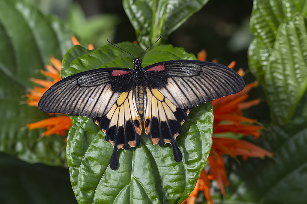 Porte-queue lowi / Great Yellow Mormon, Asian Swallowtail (Papilio lowi)