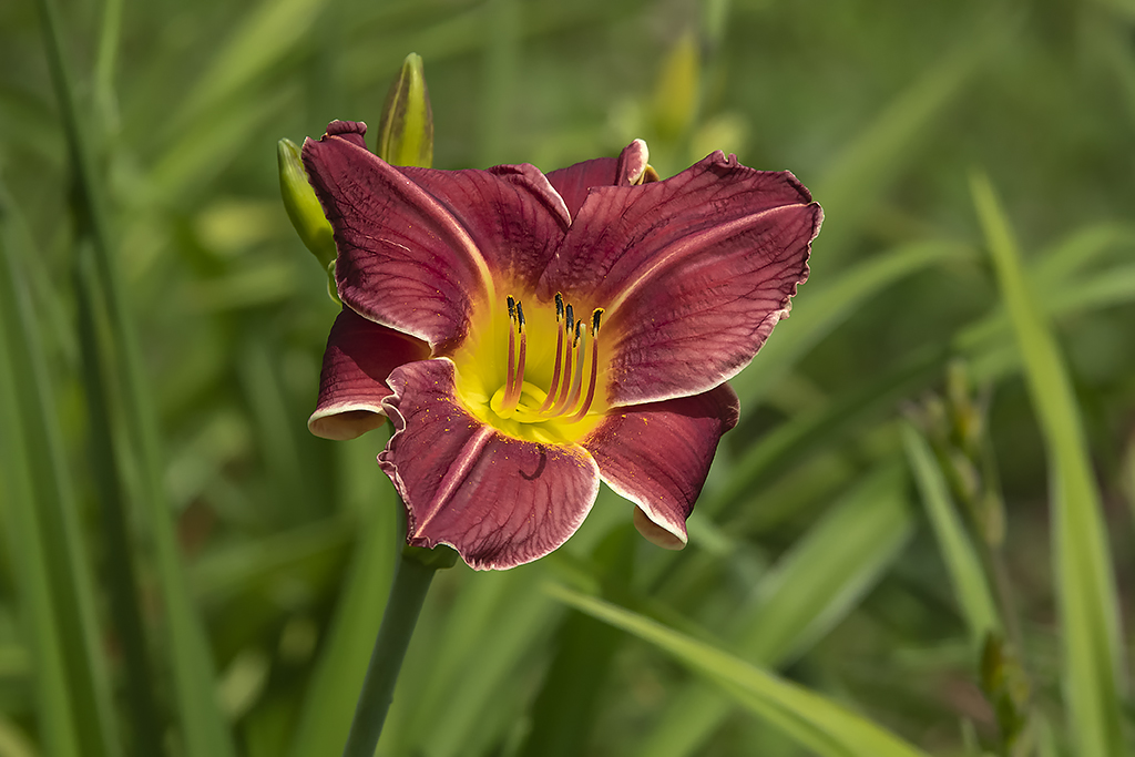 Hmrocalle / Daylily (Hemerocallis Fiesta Skirt)