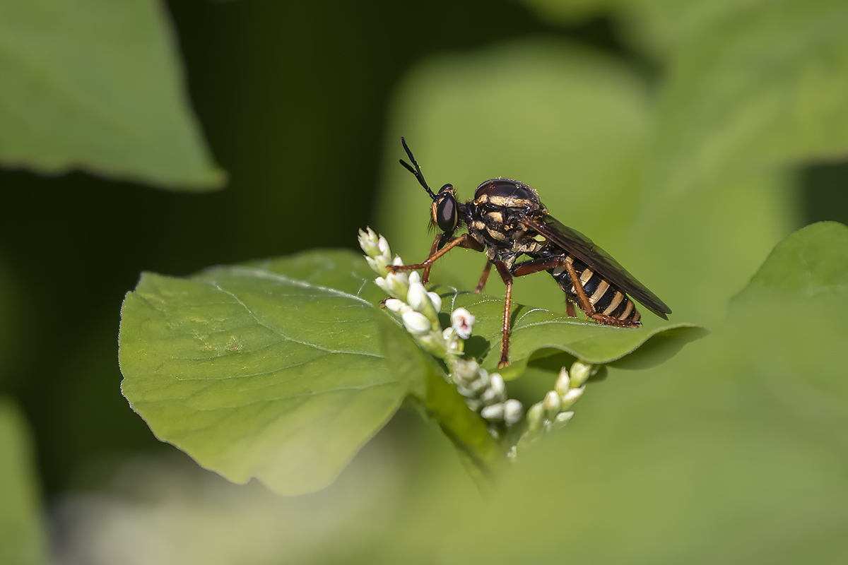 Mouche asilide / Robber Fly (Ceraturgus fasciatus)