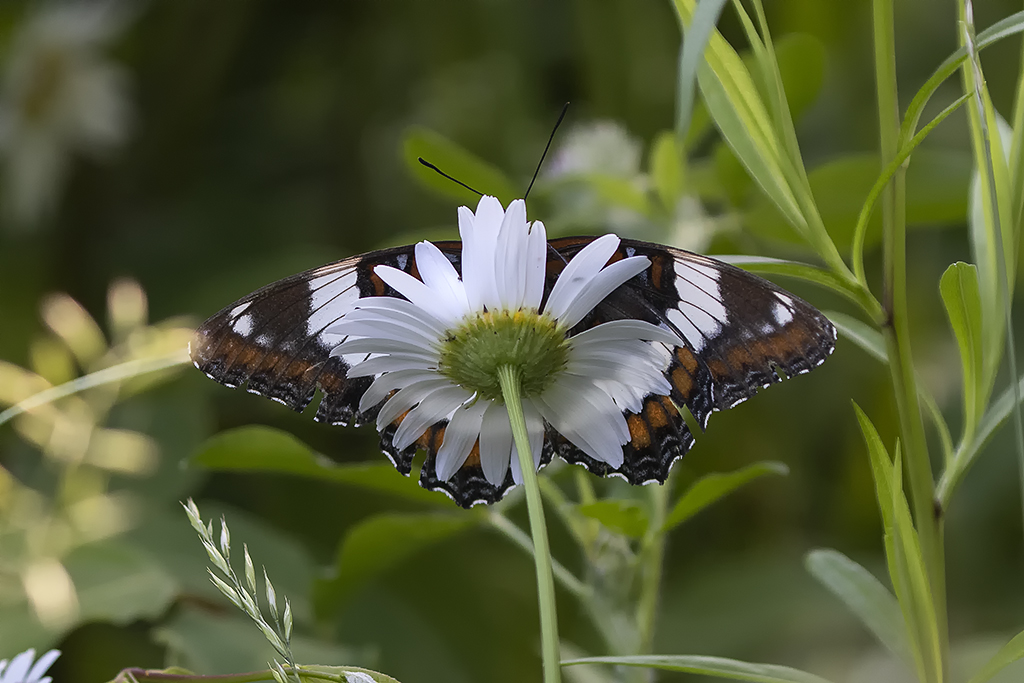 Amiral / White Admiral (Limenitis arthemis arthemis)