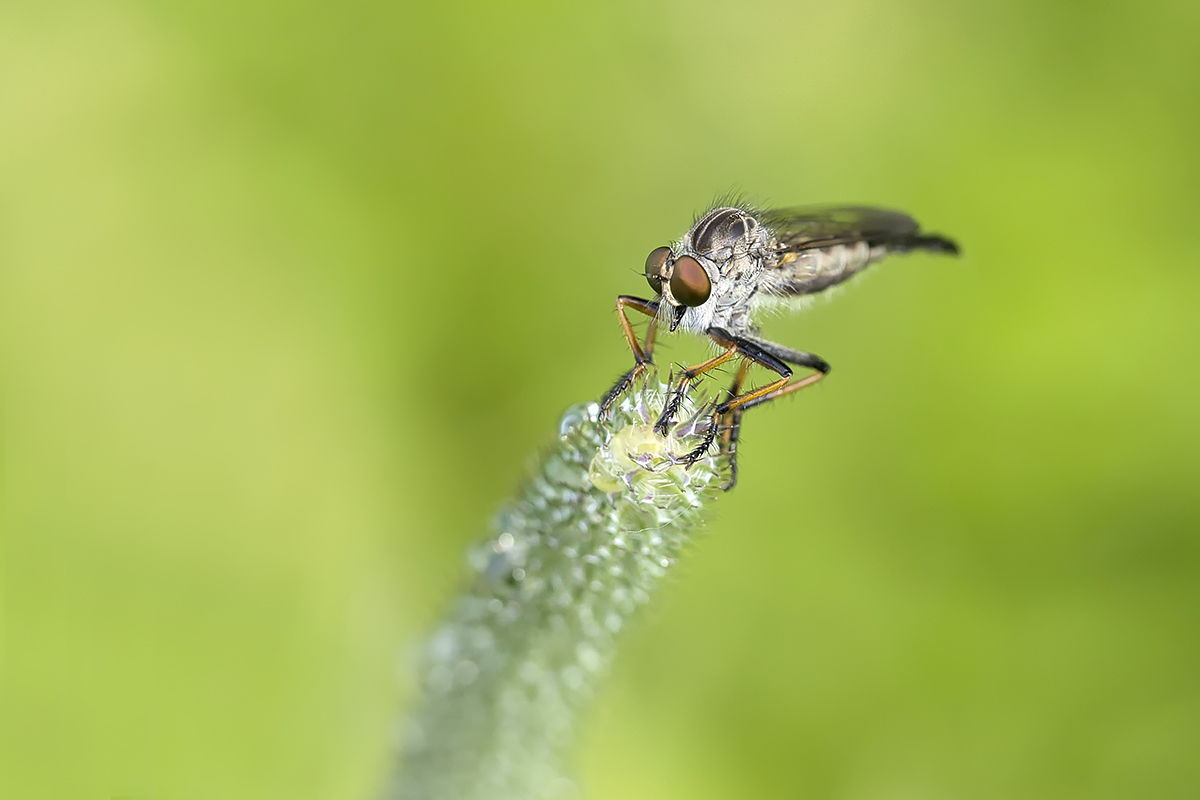 Mouche asilide \ Robberfly (Machimus sp.)