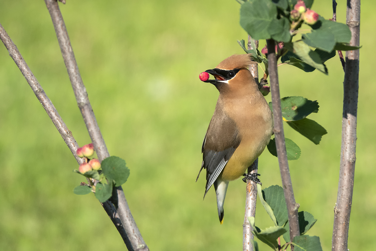 Jaseur dAmrique / Cedar Waxwing (Bombycilla cedrorum)