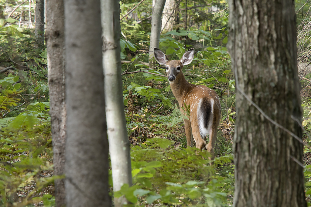 Cerf de Virginie / White-tailed Deer (Odocoileus virginianus)