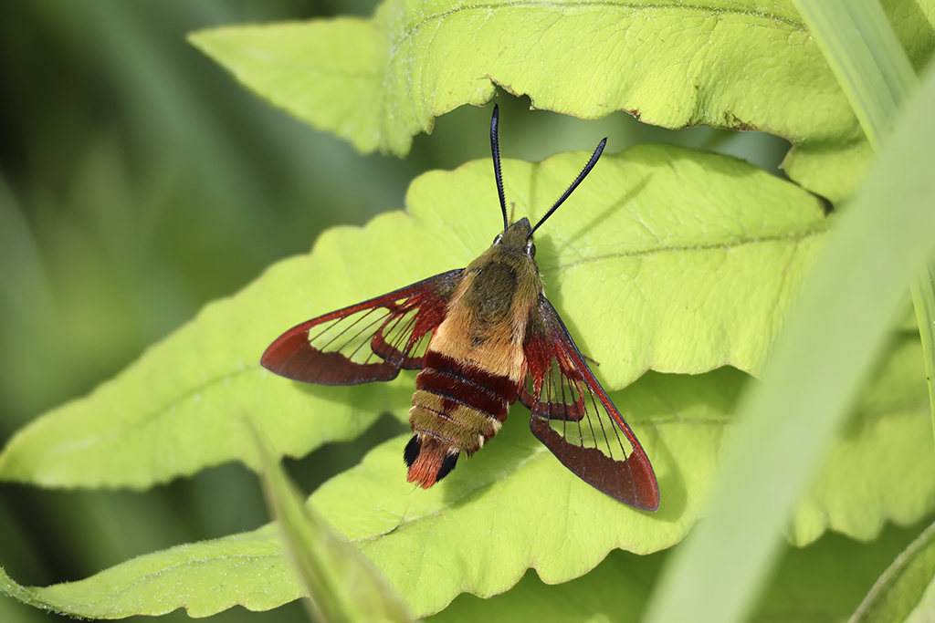 Sphinx colibri / Hummingbird Clearwing (Hemaris thysbe)