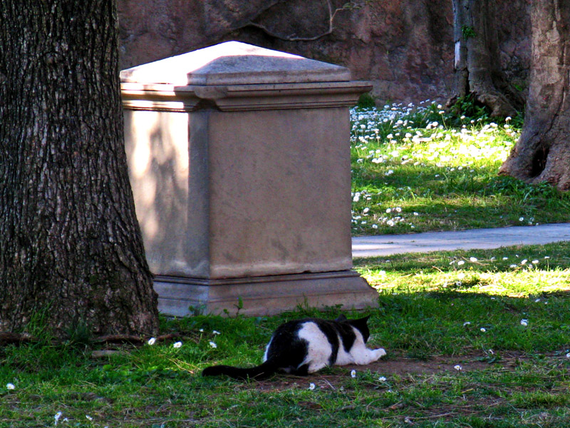 Cat with a Plan9968