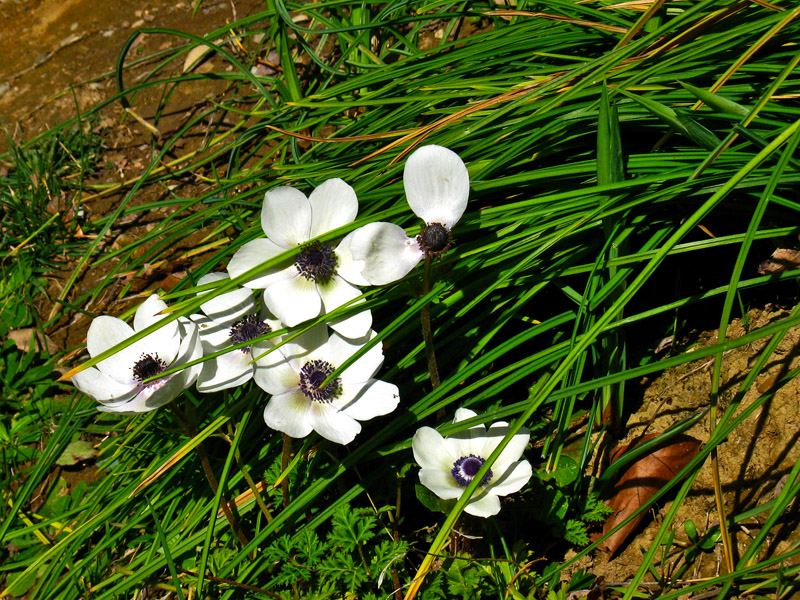 Anemones9520