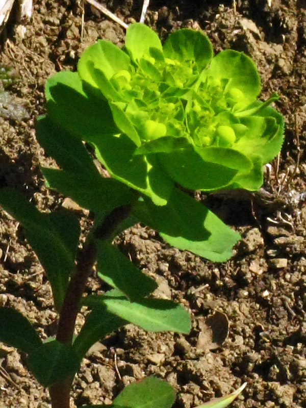 A Green Flower9526