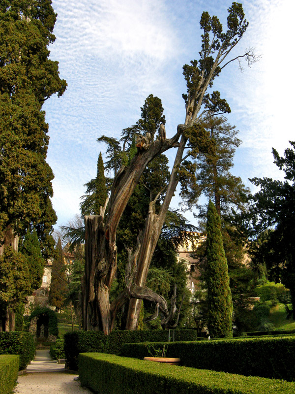 Old Cypress Trees<br />1953