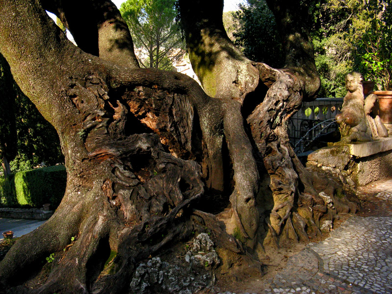 Ancient Tree and Fountain1960