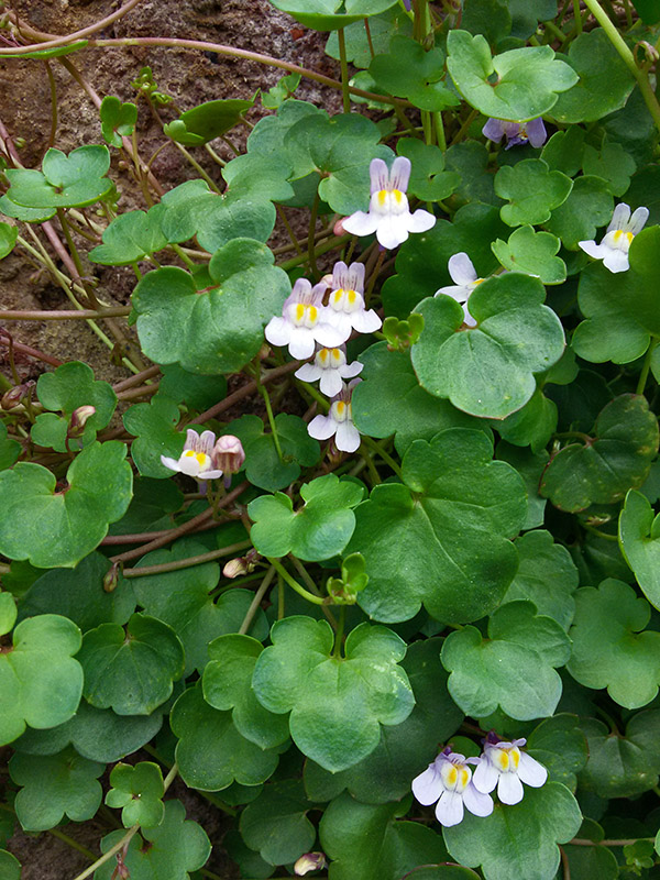 Wild Flowers122037