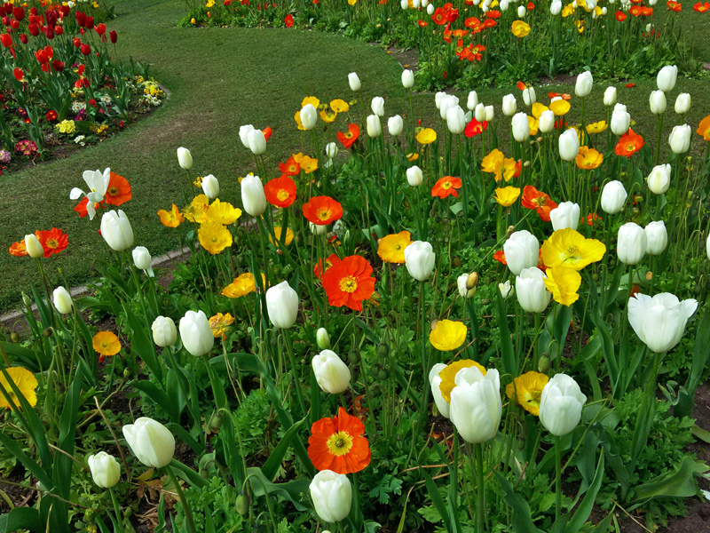 Tulips and Iceland Poppies20220404_171045
