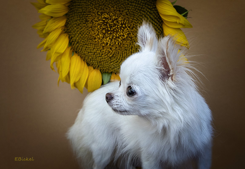 Bailey and the Sunflowers 2019