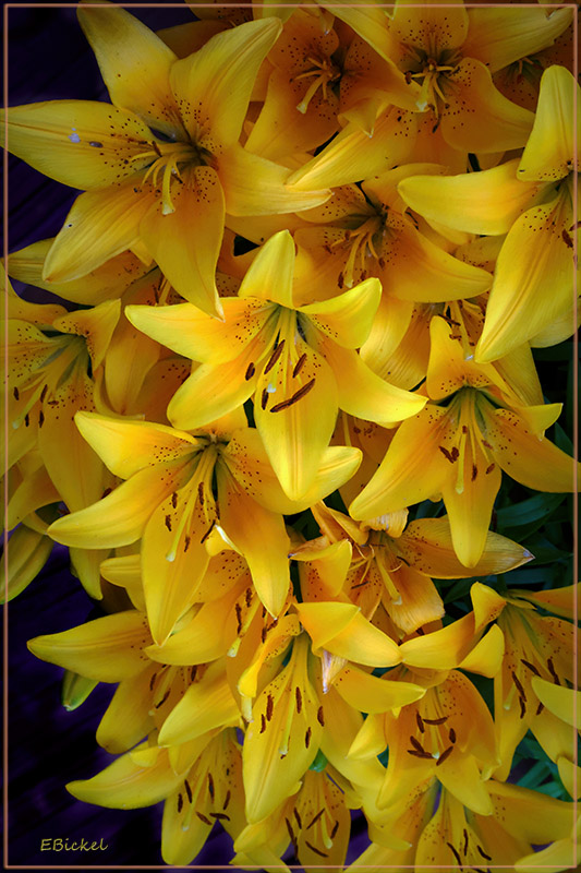 Day Lilies 2021