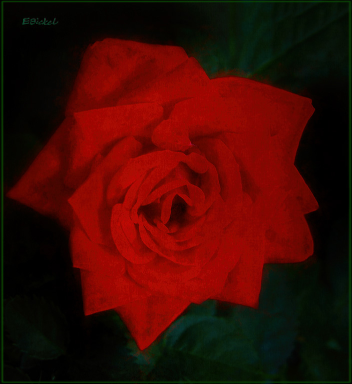 Rose Red
