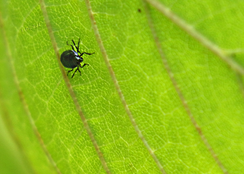 Tick
