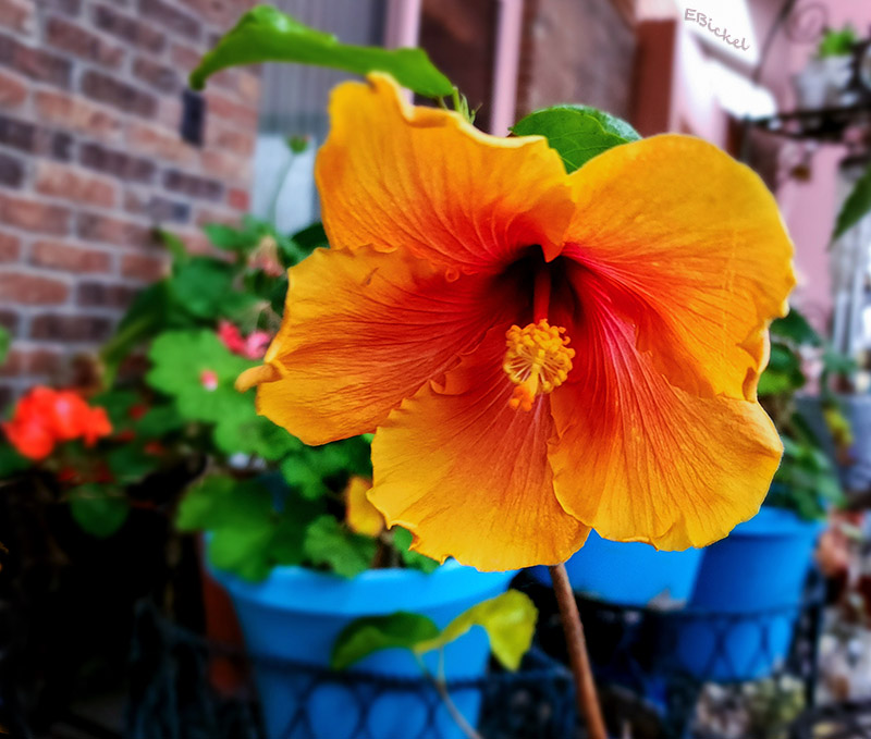 Splash Hibiscus 1-01-23